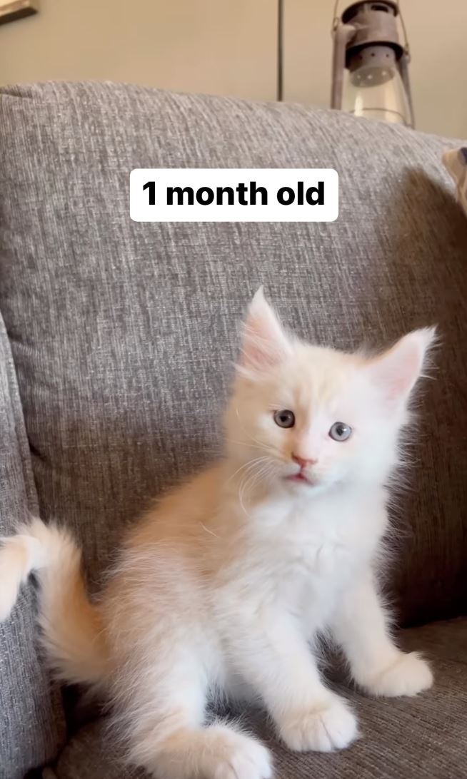 anak kucing kini sebesar budak lima tahun, saiz kucing milik wanita ini kejutkan ramai