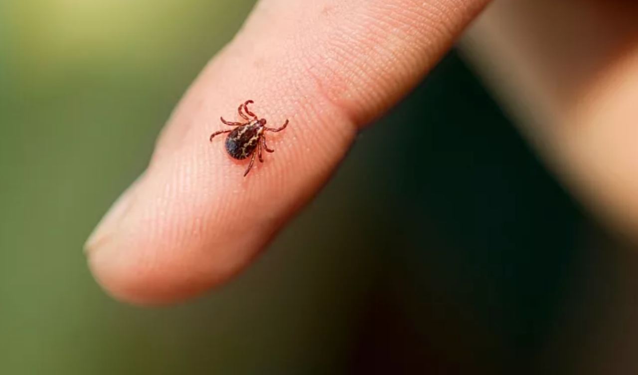 pakar kesihatan beri amaran virus maut cchf kini merebak ke eropah