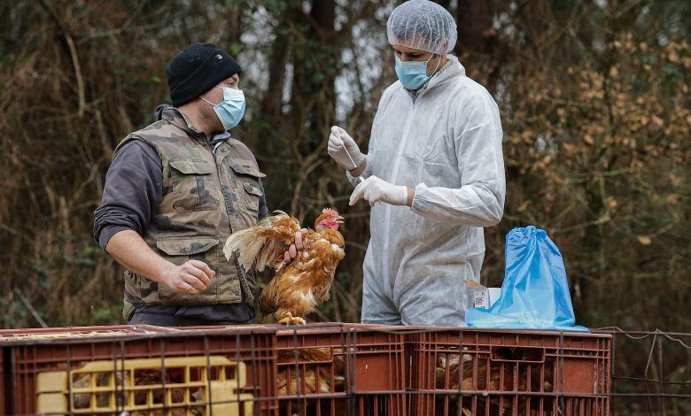 manusia berisiko terkena penularan selsema burung
