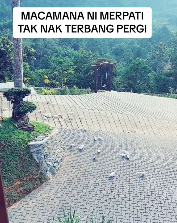 a.aida menyesal lepas 50 merpati masa anak kahwin, resort kini penuh najis burung