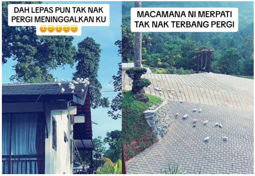 a.aida menyesal lepas 50 merpati masa anak kahwin, resort kini penuh najis burung