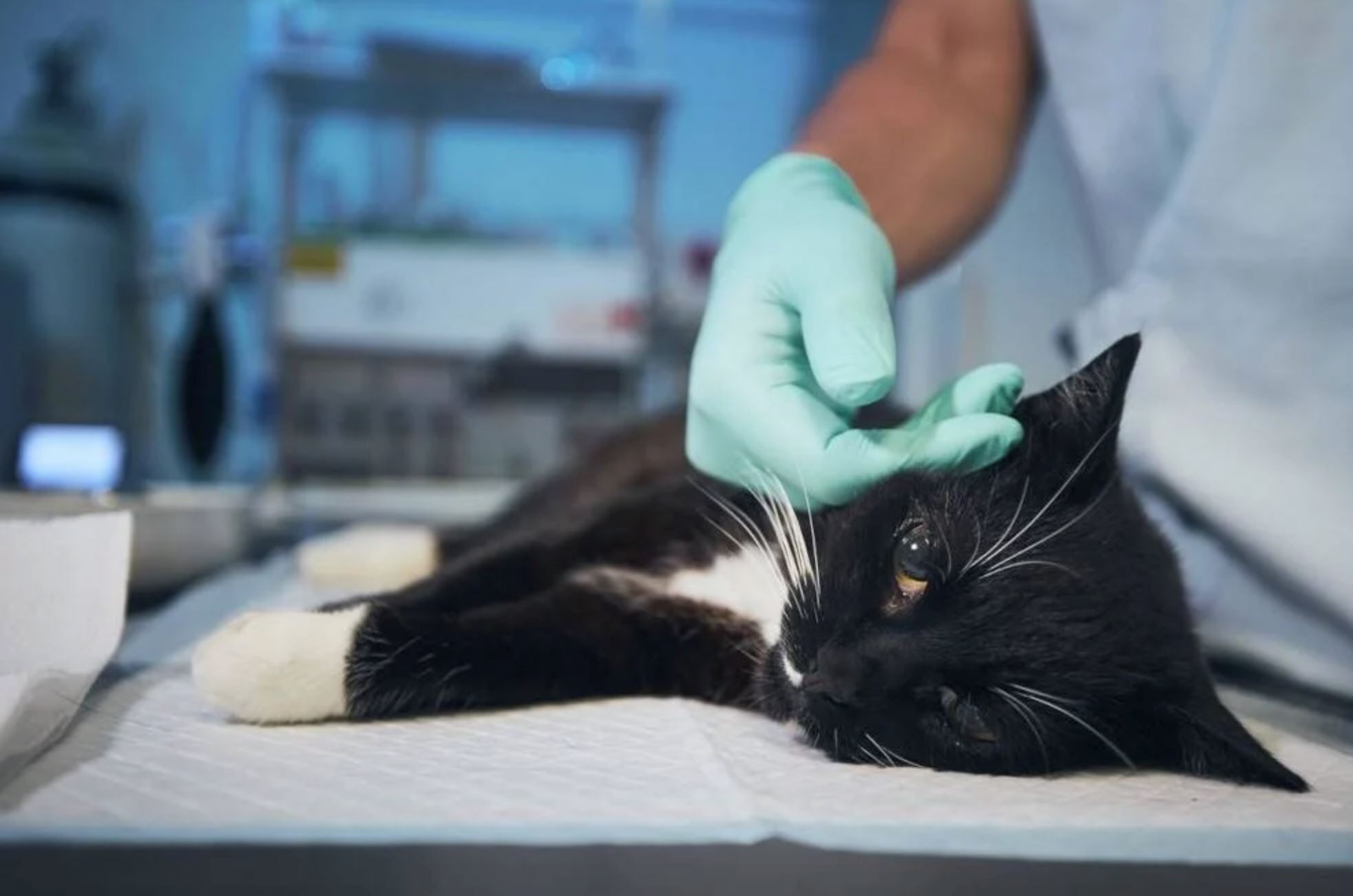 sebilangan kucing didapati maut akibat terkena jangkitan virus h5n1