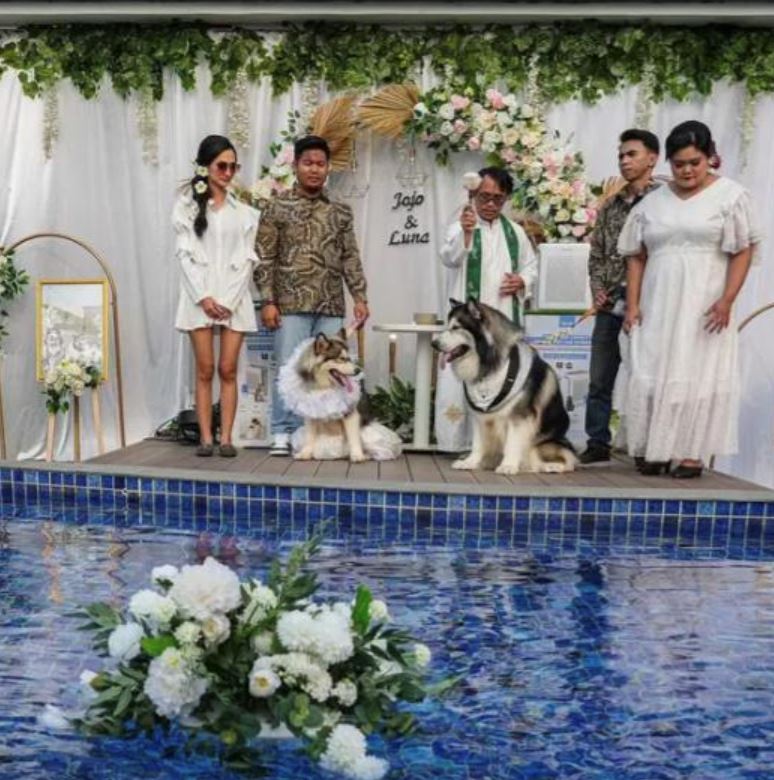 lain dari lain, dua ekor anjing dikahwinkan dalam satu majlis mewah cecah rm60 ribu