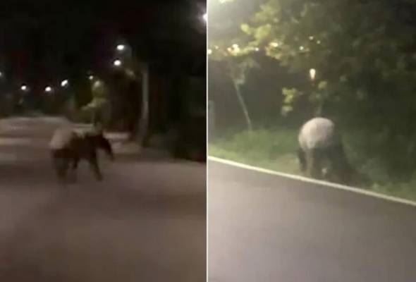 tapir malaya dipercayai sesat, berenang dari malaysia ke singapura