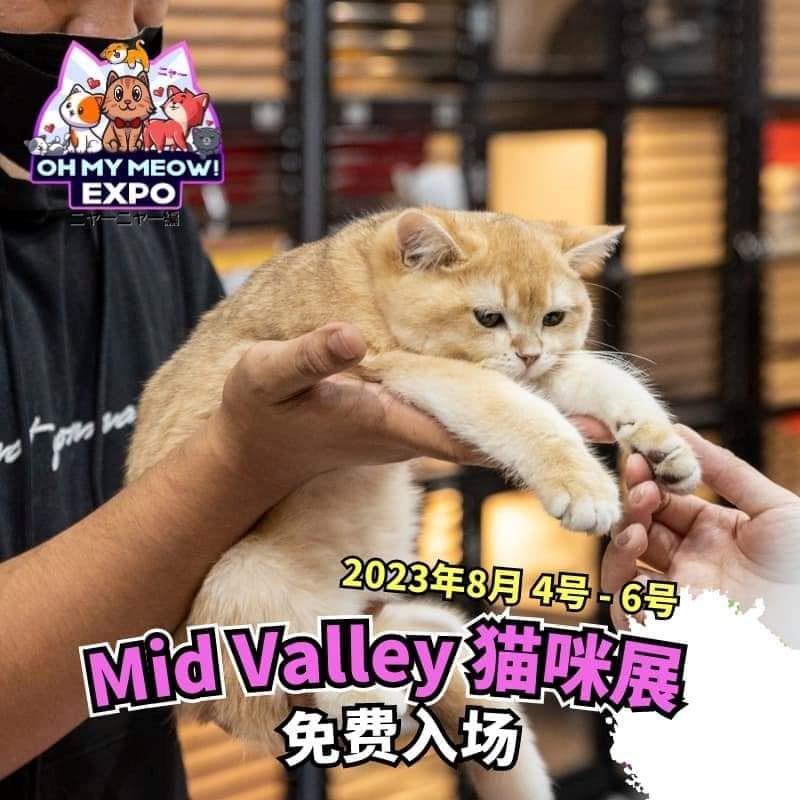 8月Mid Valley有猫咪展❗铲屎官们约起来😻 | MY FM