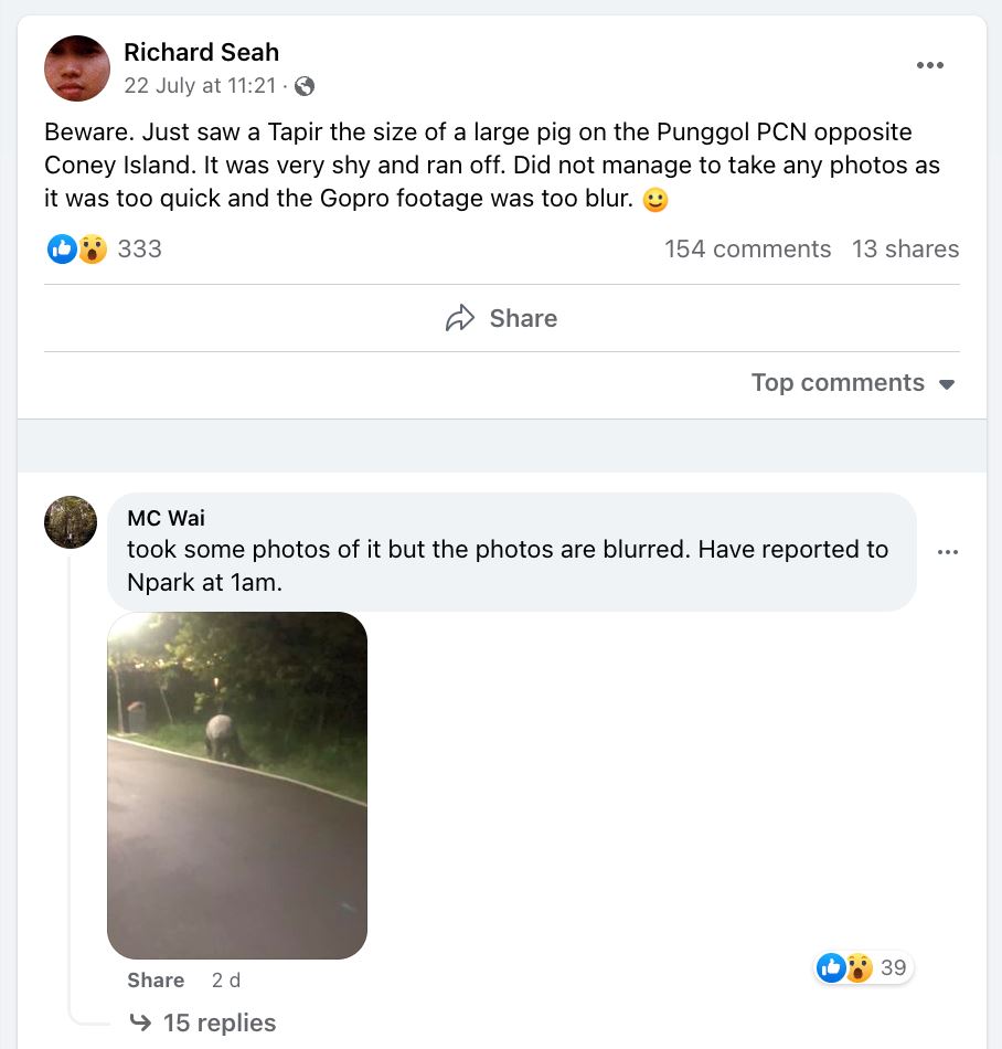 tapir malaya dipercayai sesat, berenang dari malaysia ke singapura