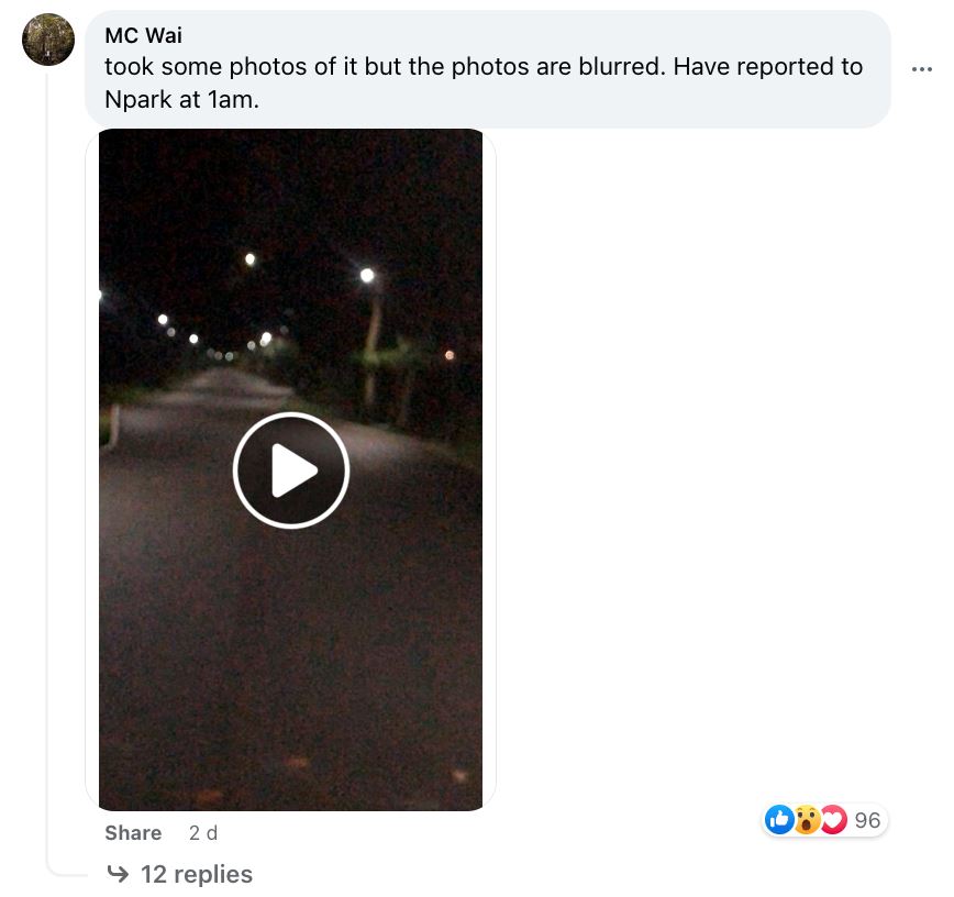 tapir malaya dipercayai sesat, berenang dari malaysia ke singapura