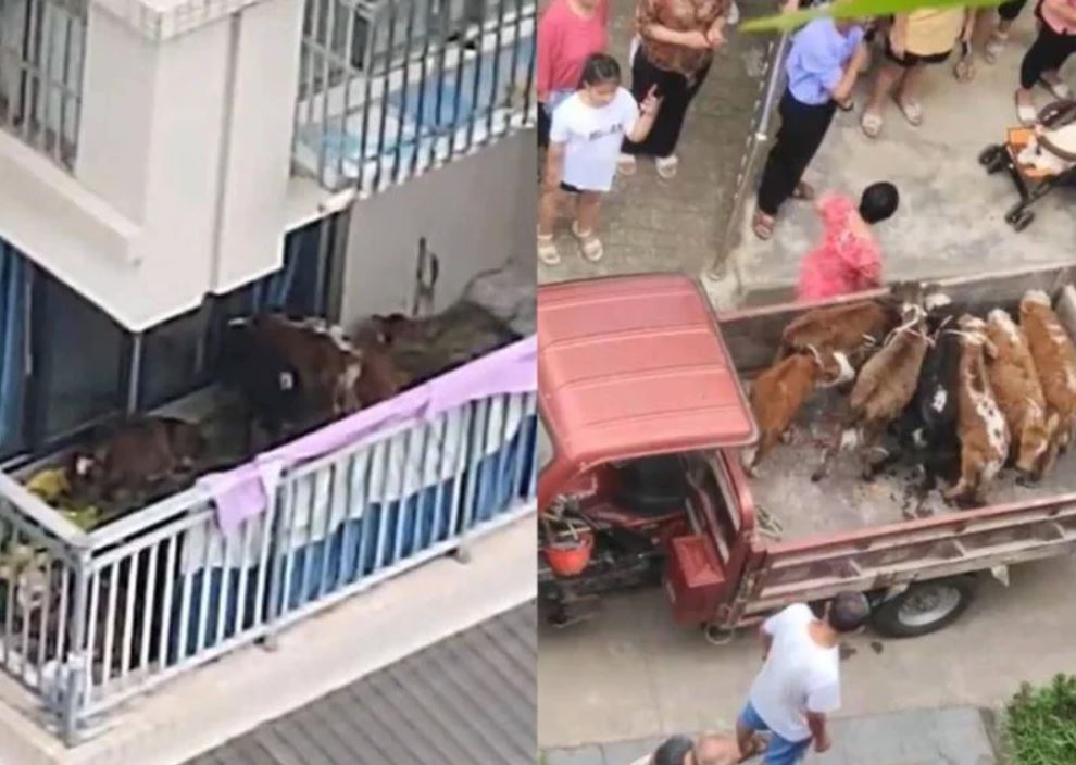 petani baru pindah ke bandar, selamba bela lembu dekat balkoni apartment