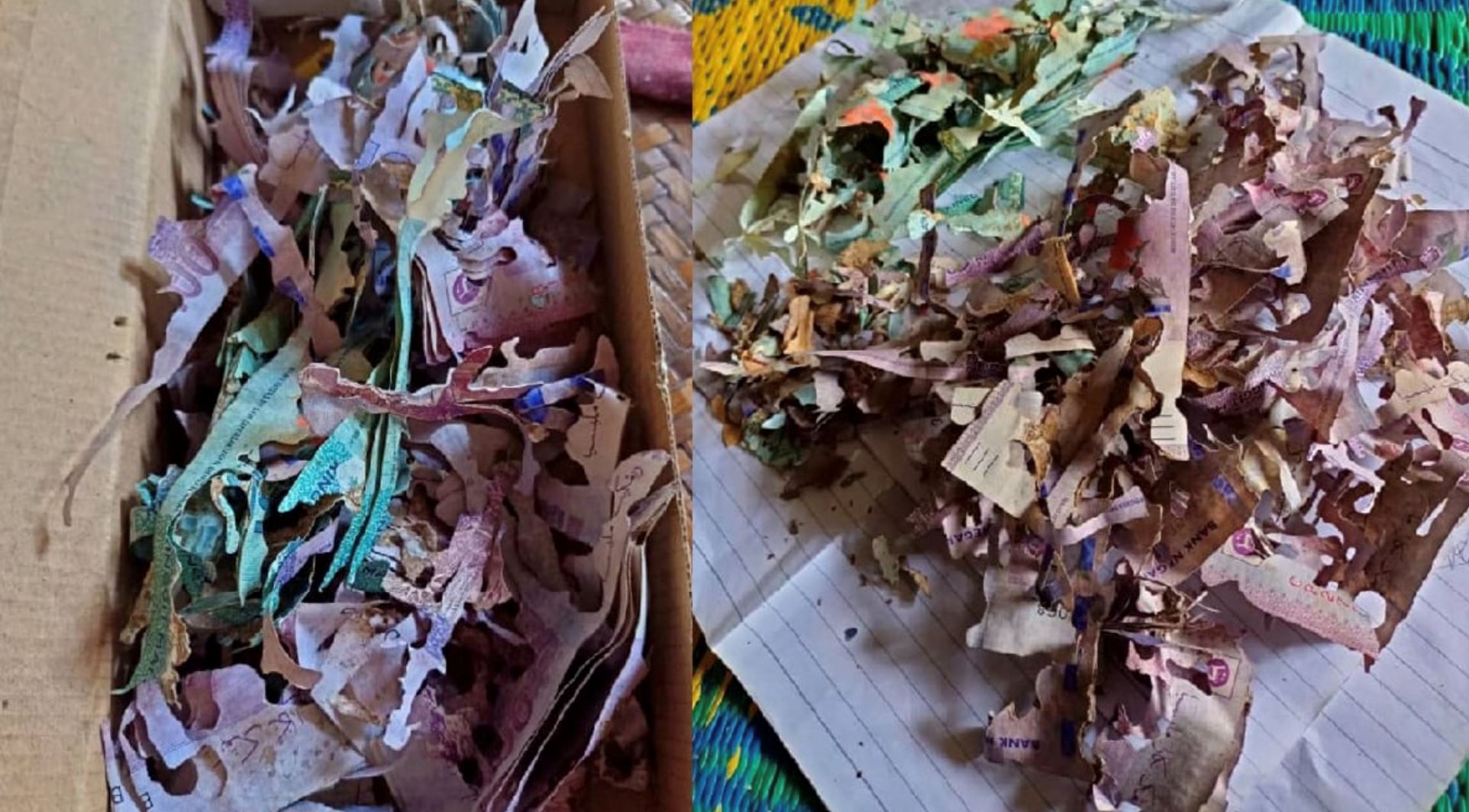 devastating! m’sian woman saves rm30,000 cash at home for hajj, infested by termites! 