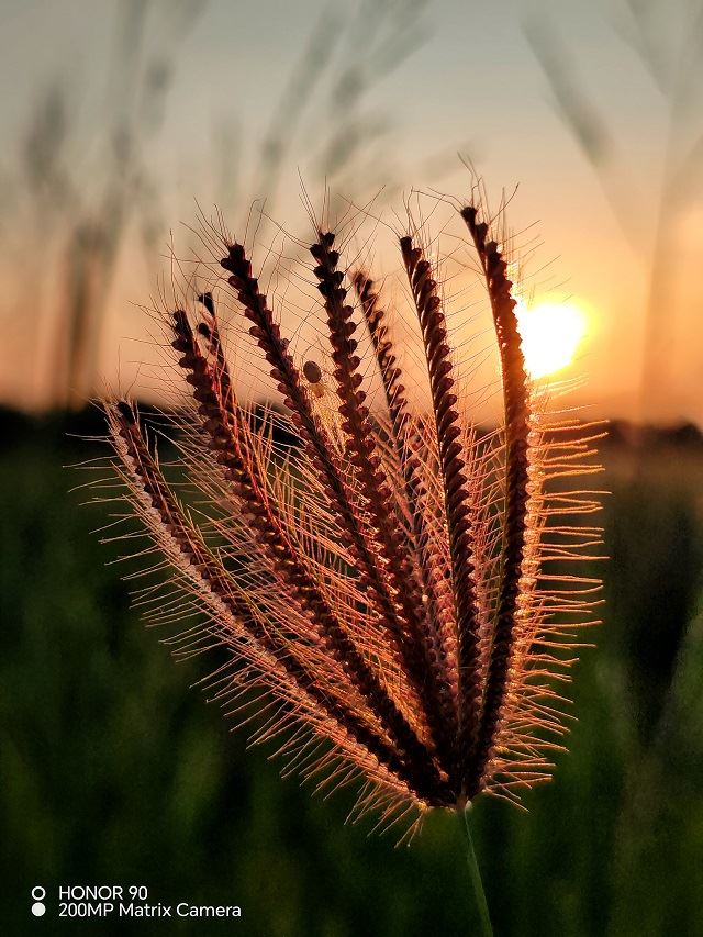 gambar mikro menggunakan kamera honor 90