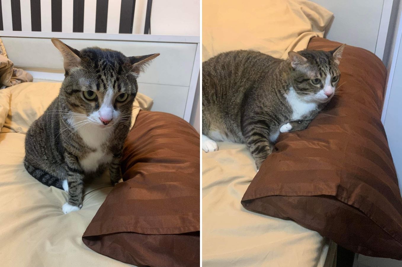 akibatkan cermin kereta pecah, kucing gemuk terselamat lepas jatuh tingkat enam