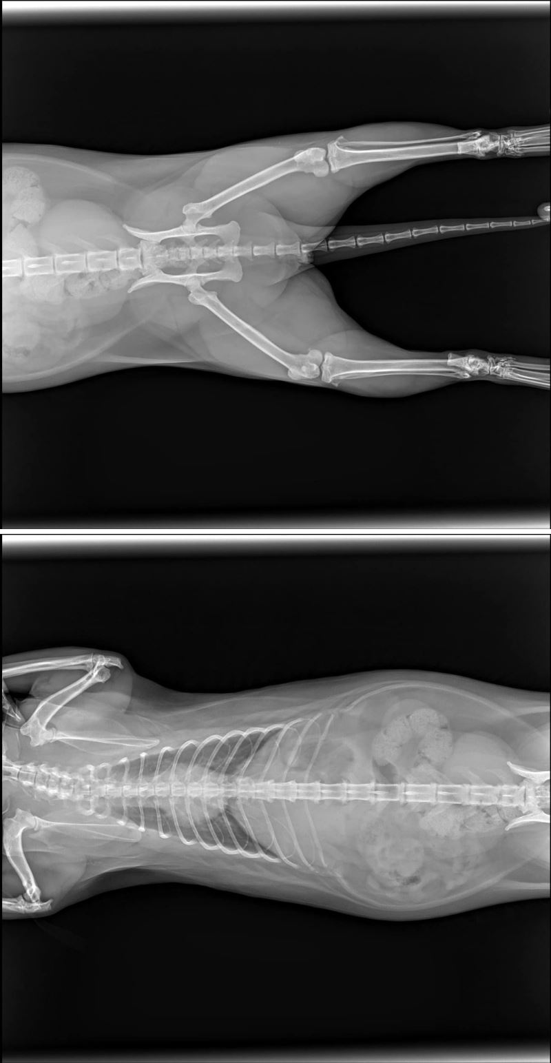 akibatkan cermin kereta pecah, kucing gemuk terselamat lepas jatuh tingkat enam