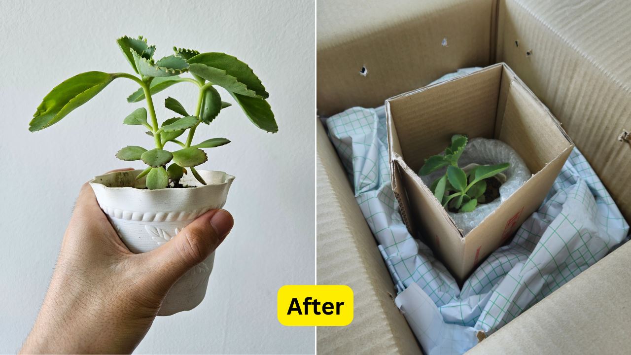 Plant delivered by Parcelhub