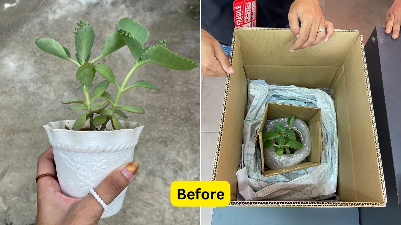 Plant being packed by Parcelhub for delivery