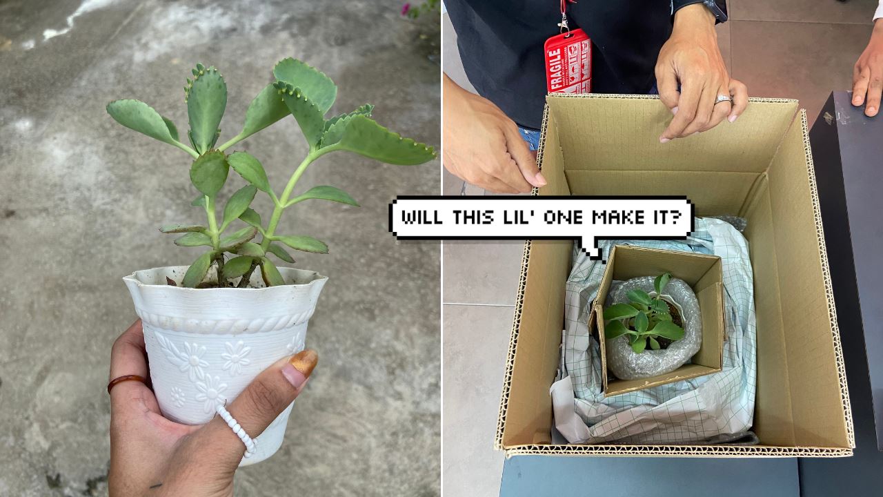 Plant being packed in Parcelhub box for delivery