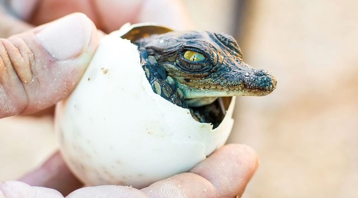 pertama kali terjadi, buaya betina di zoo ini telah hamilkan dirinya sendiri 