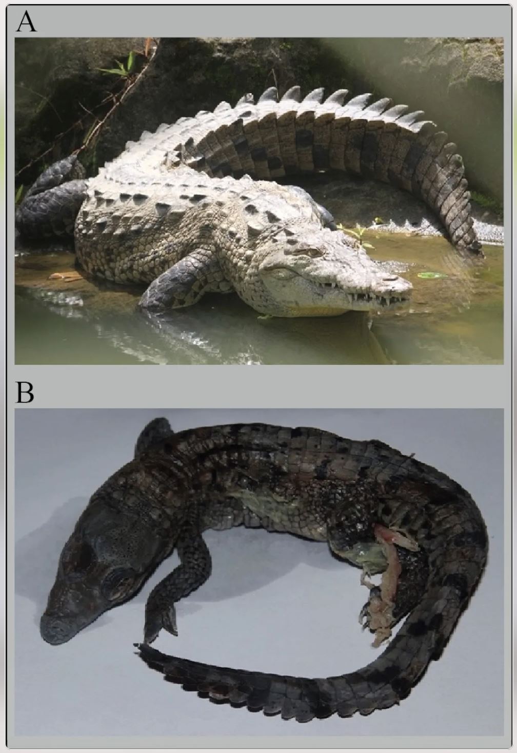 pertama kali terjadi, buaya betina di zoo ini telah hamilkan dirinya sendiri 