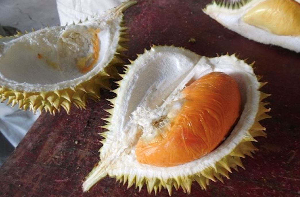 it’s durian szn! here are the types of durian you can find in malaysia
