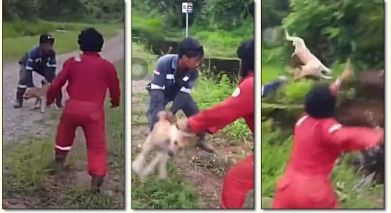 tiga lelaki lempar anjing hidup untuk dimakan buaya buat ramai marah