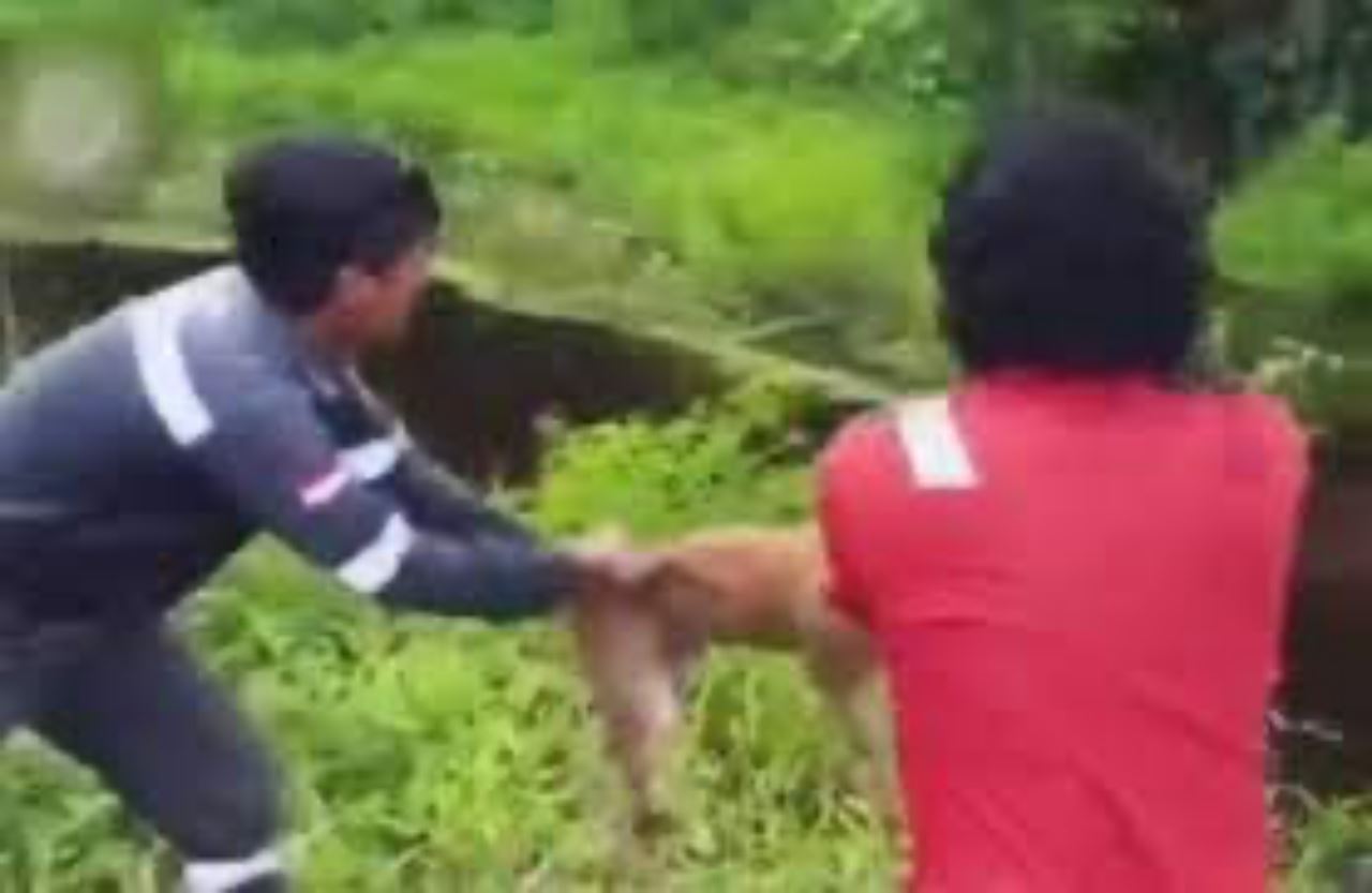 tiga lelaki lempar anjing hidup untuk dimakan buaya buat ramai marah