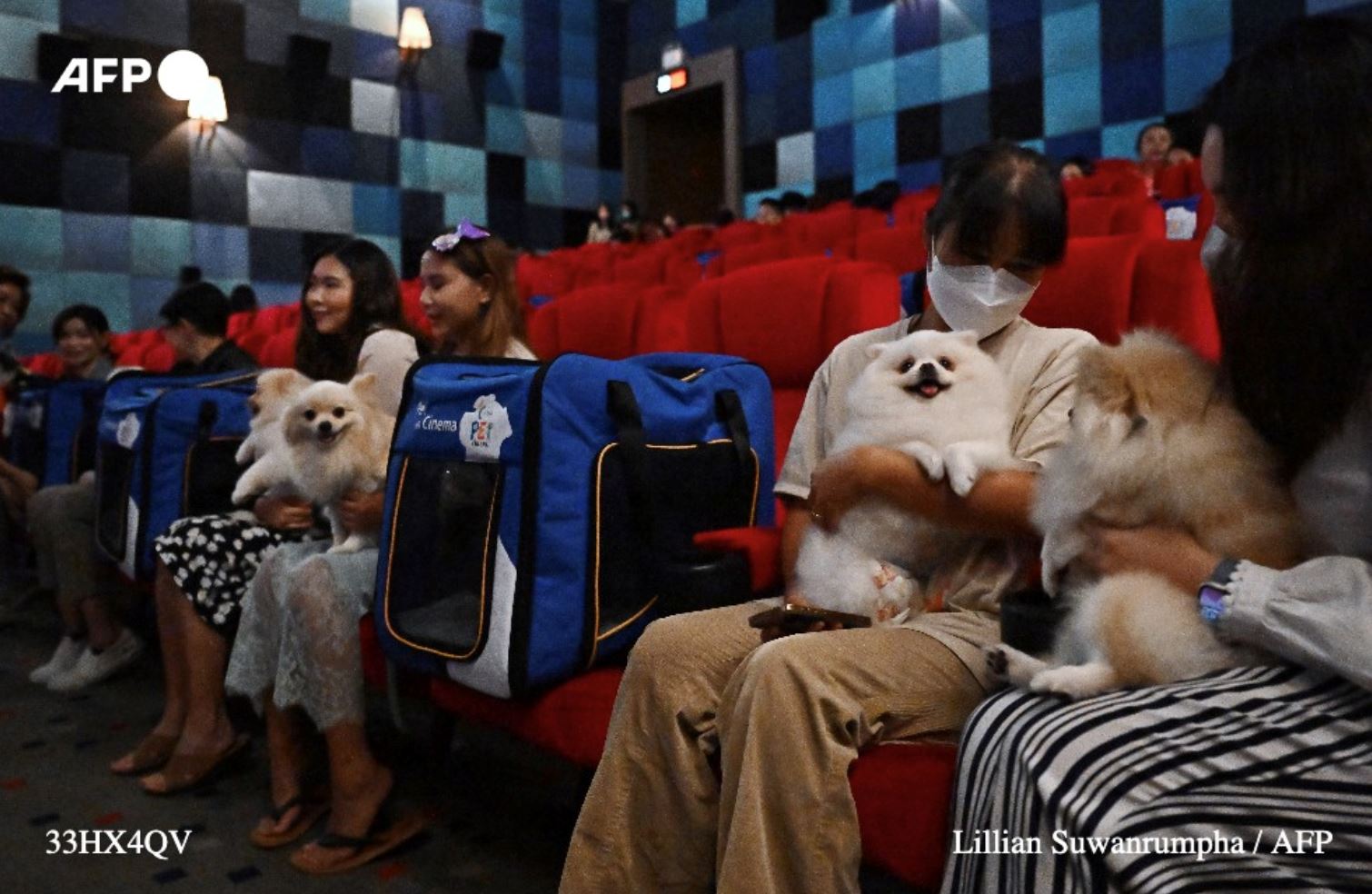 thailand opens first pet-friendly cinema, but not everyone is excited