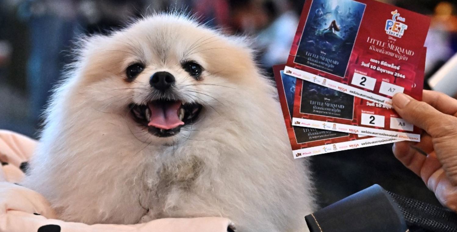 thailand opens first pet-friendly cinema, but not everyone is excited
