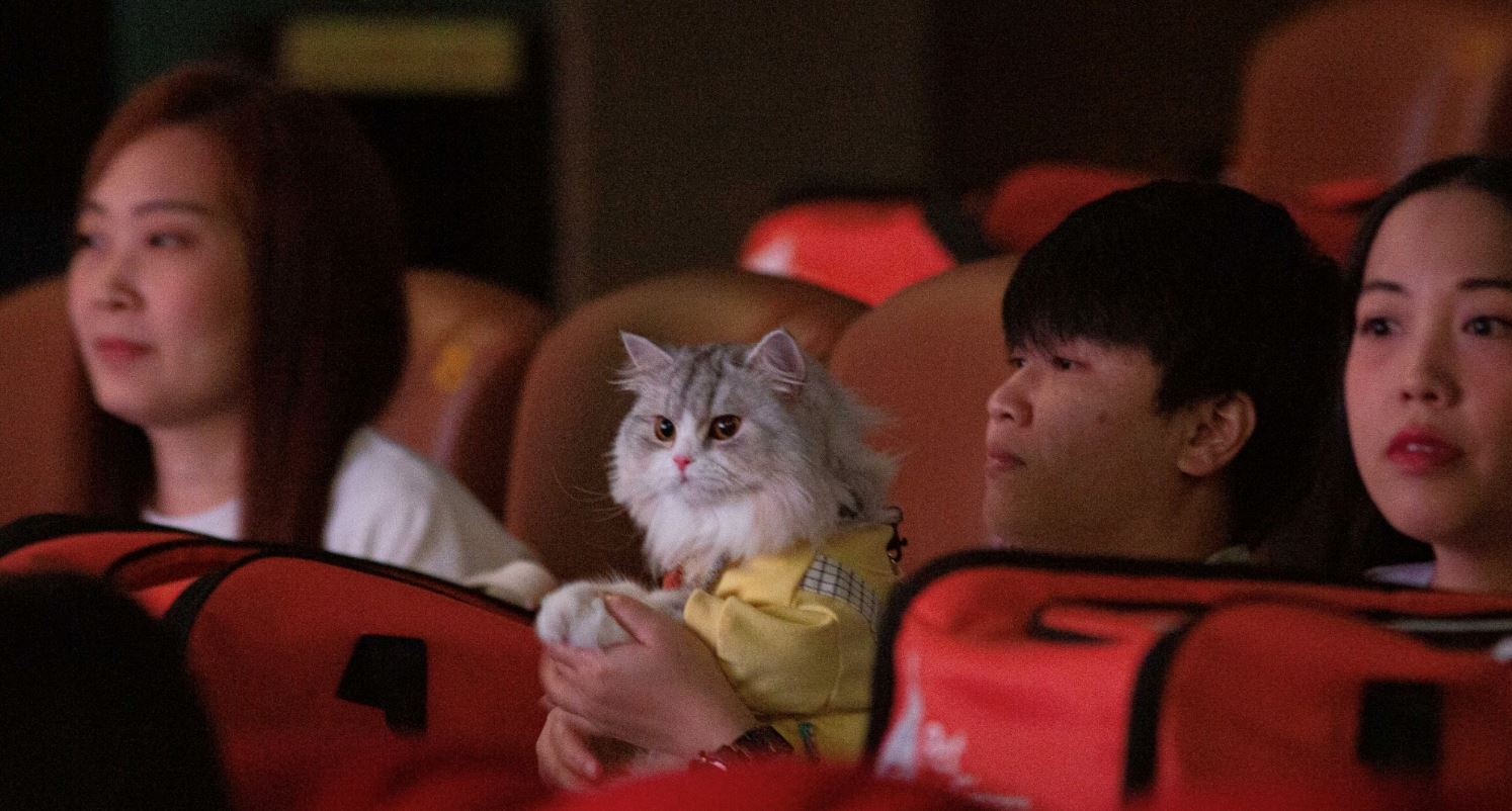 thailand opens first pet-friendly cinema, but not everyone is excited
