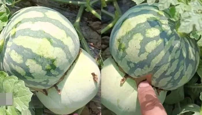 unik, petani china berjaya cipta buah hibrid, separuh tembikai, separuh tembikai susu!