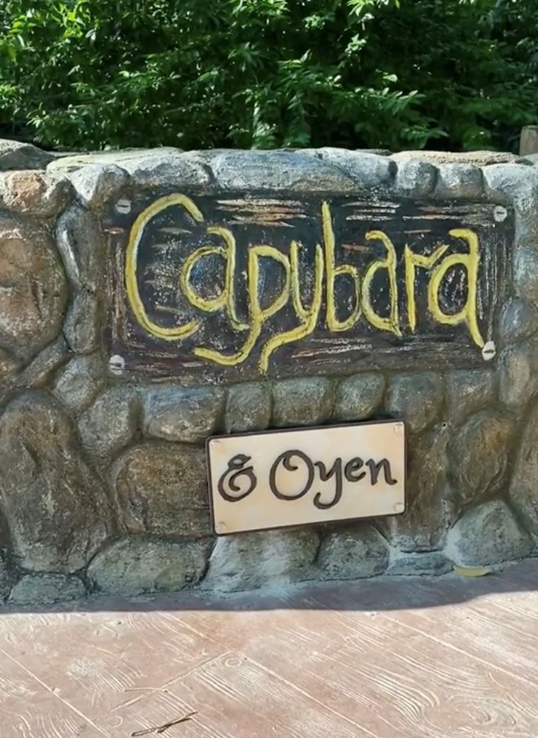 lebih dua tahun tumpang kandang, oyen kini rasmi penghuni kandang capybara di zoo negara