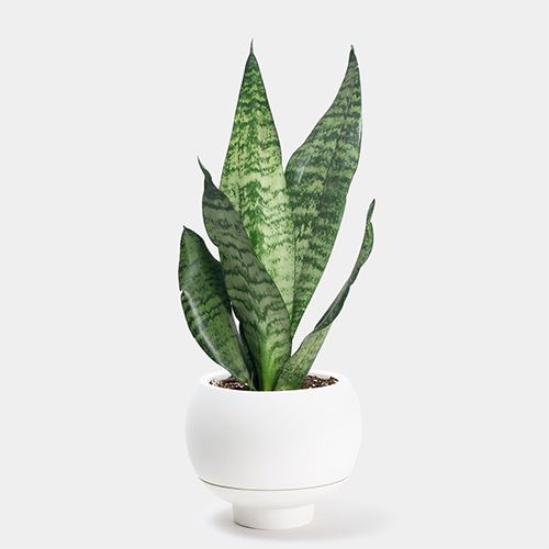 6 jenis pokok 'indoor' untuk serikan lagi rumah anda