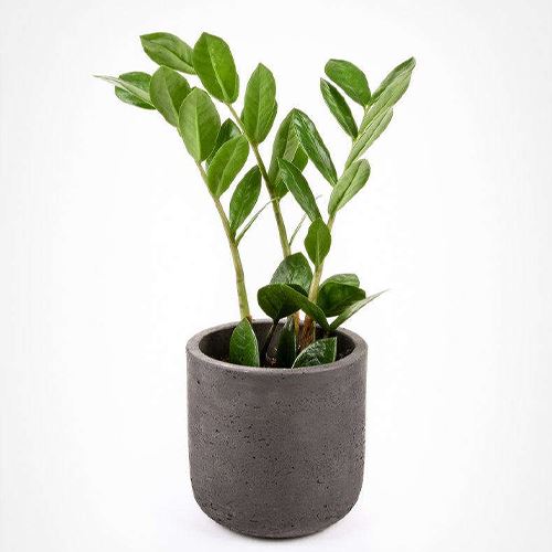 6 jenis pokok 'indoor' untuk serikan lagi rumah anda