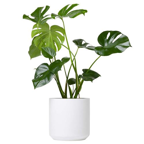 6 jenis pokok 'indoor' untuk serikan lagi rumah anda