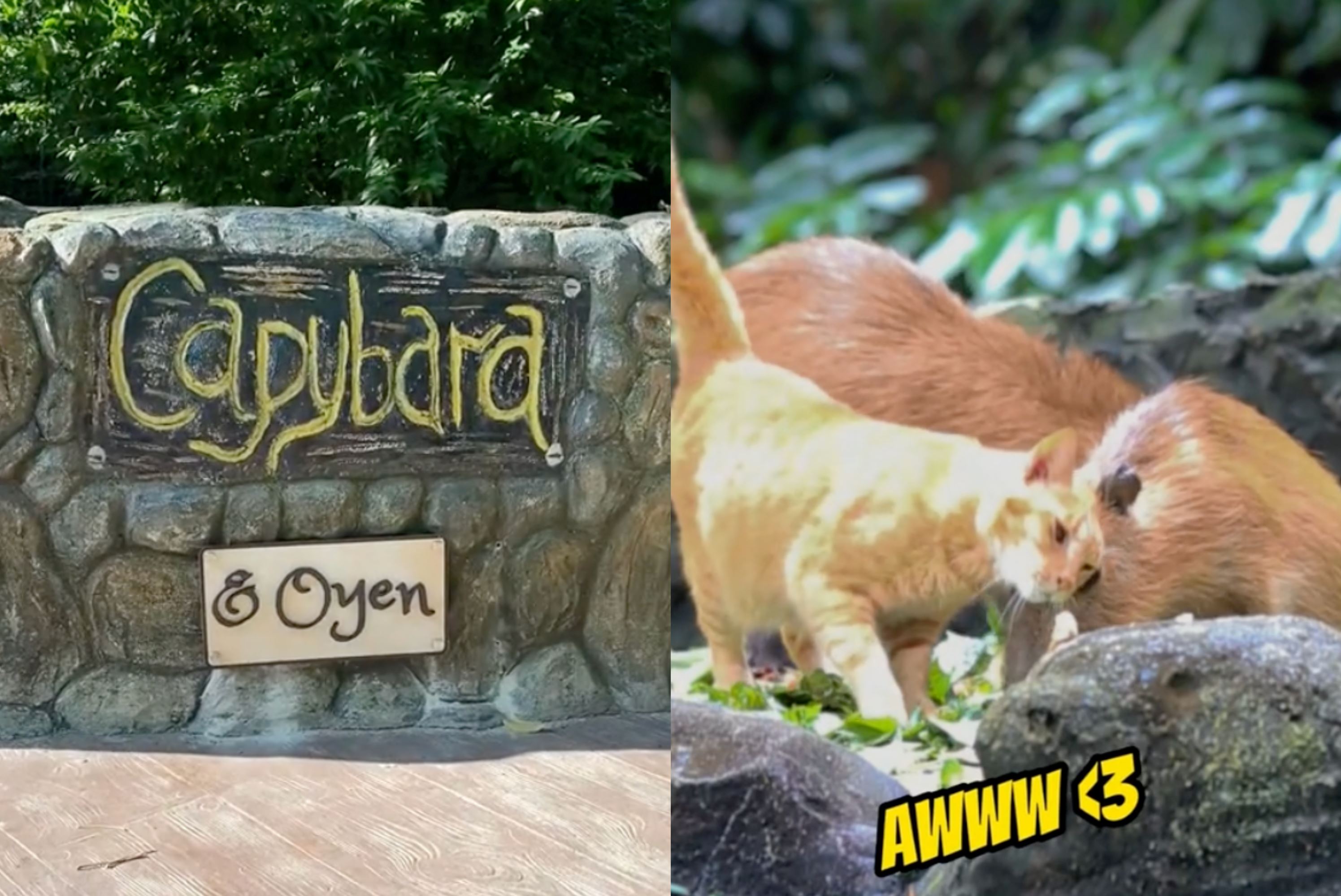 ginger cat forms lasting bond with capybaras at zoo negara, receives special 'oyen' recognition