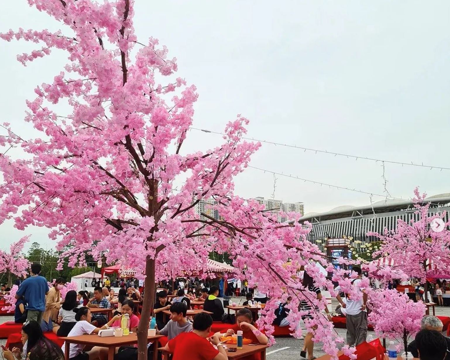 🇯🇵日本文化节nihon matsuri又来咯❗️629开始⚠️满满的粉粉樱花树等你拍照打卡🌸