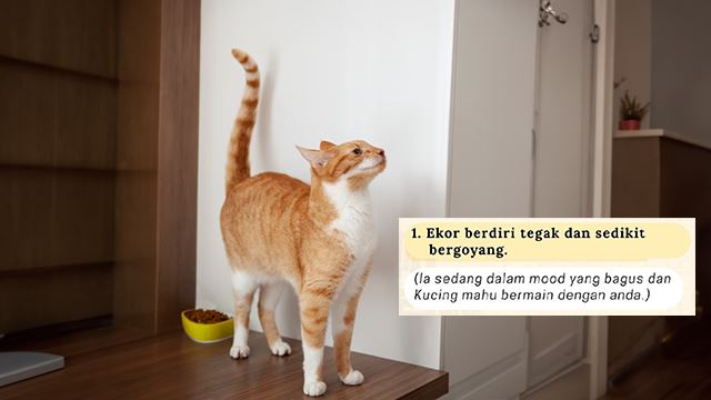 bahasa-ekor-kucing-640.png
