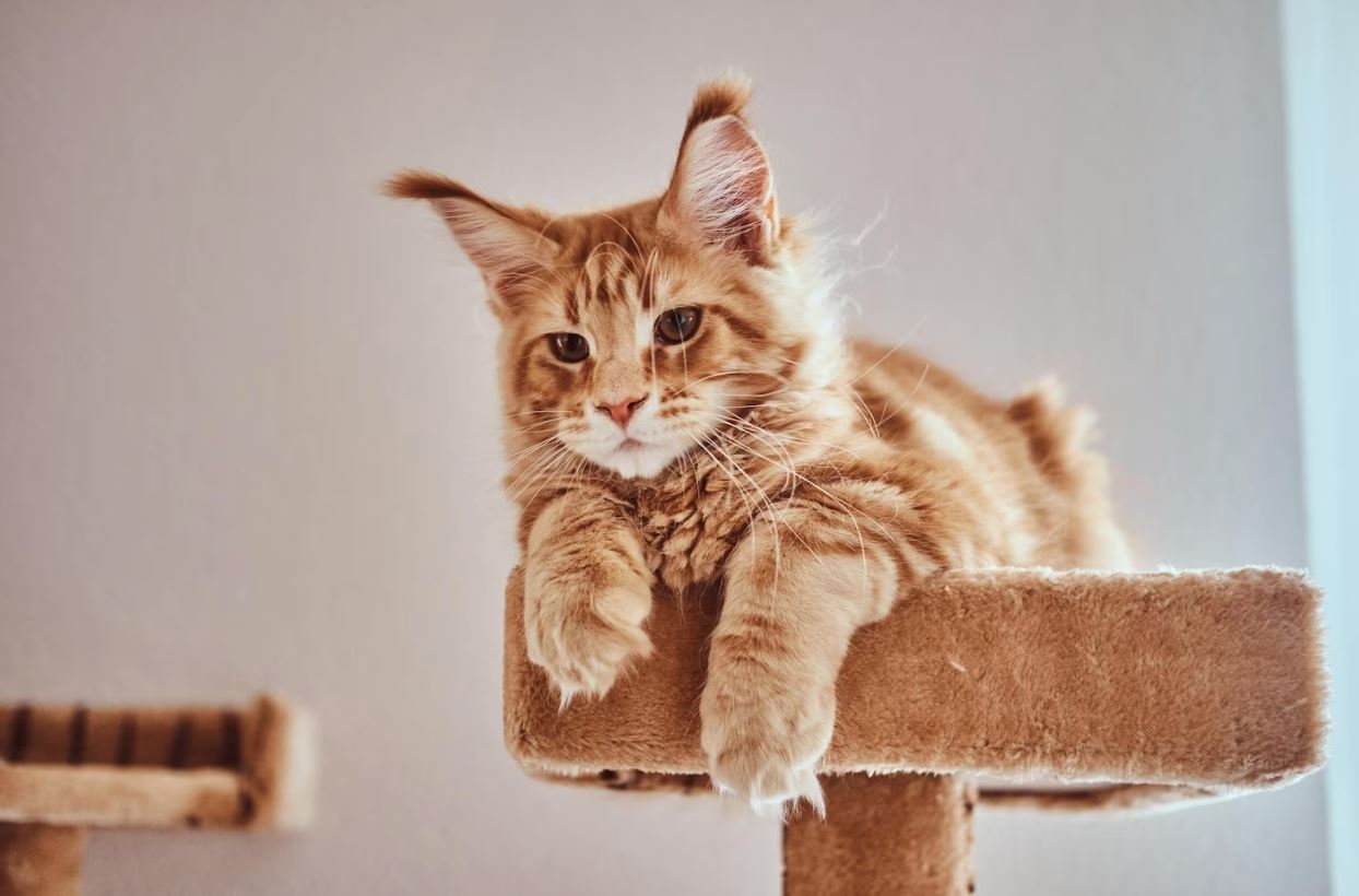 tengok ekor pun boleh faham, ini 12 bahasa kucing yang manusia patut belajar