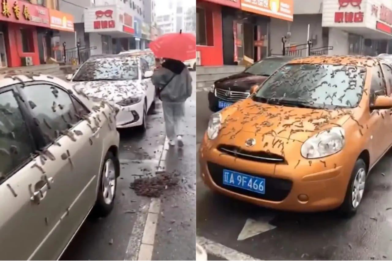 penduduk terkejut dihujani cacing di china, terpaksa guna payung