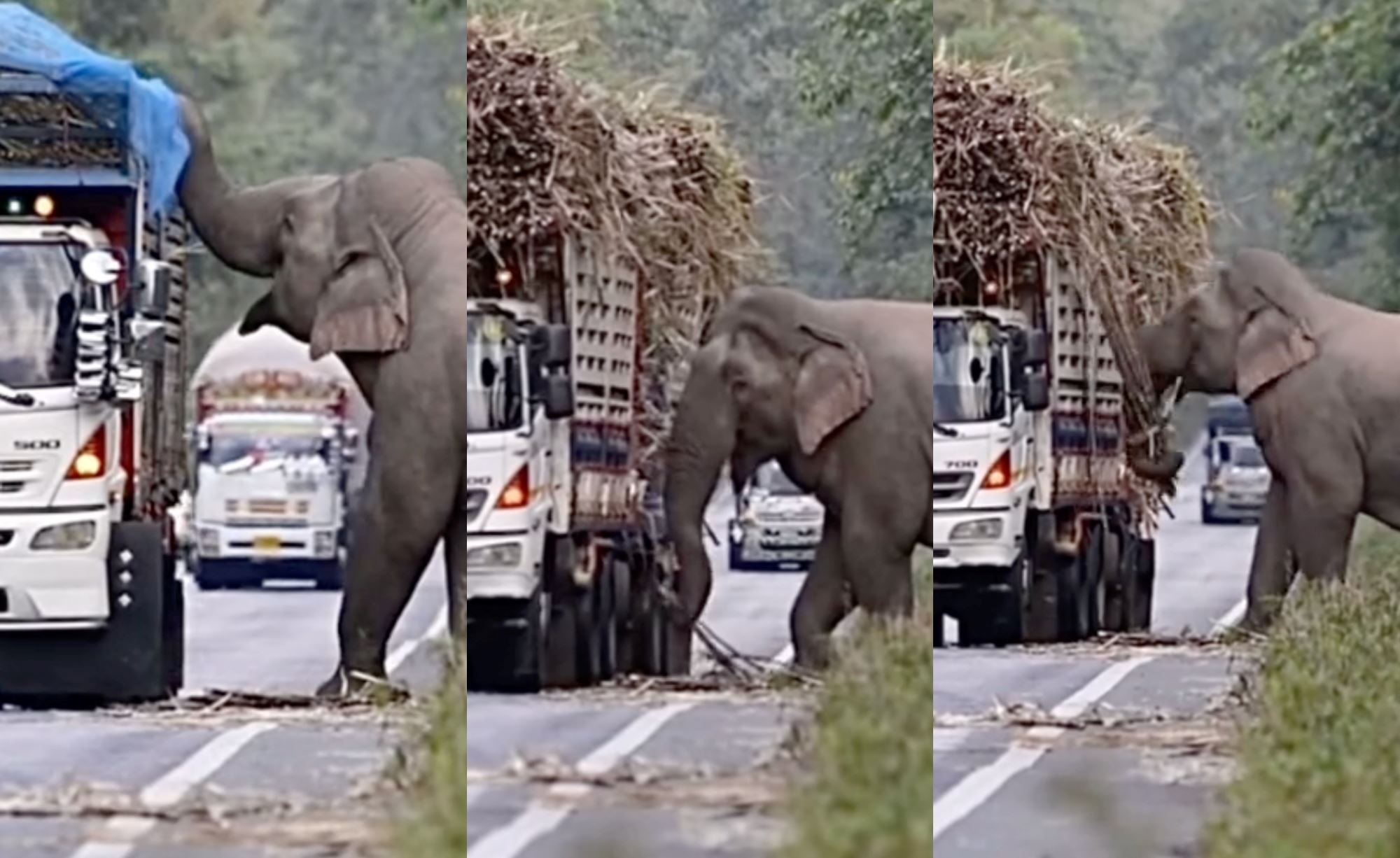 elephant in thailand stops passing trucks to steal bundles of sugarcane, m’sian netizens amused!