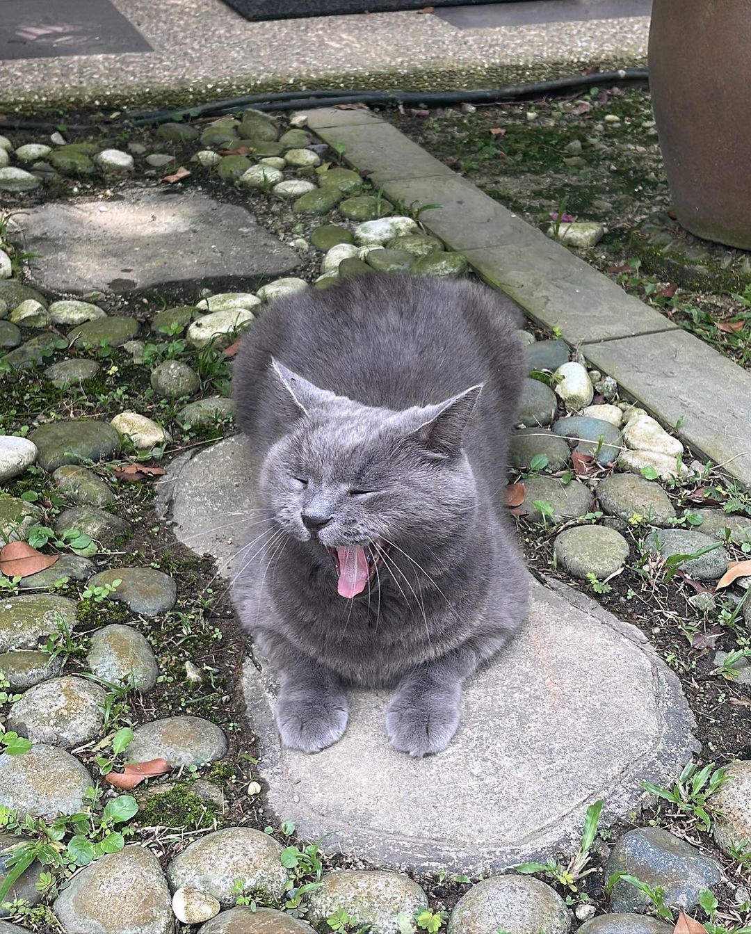 15 hari kucing tak balik rumah, kilafairy tawar rm2,000 pada sesiapa jumpa