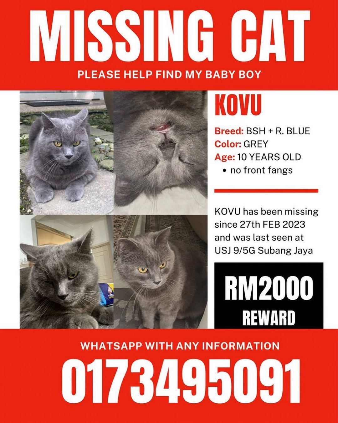 15 hari kucing tak balik rumah, kilafairy tawar rm2,000 pada sesiapa jumpa