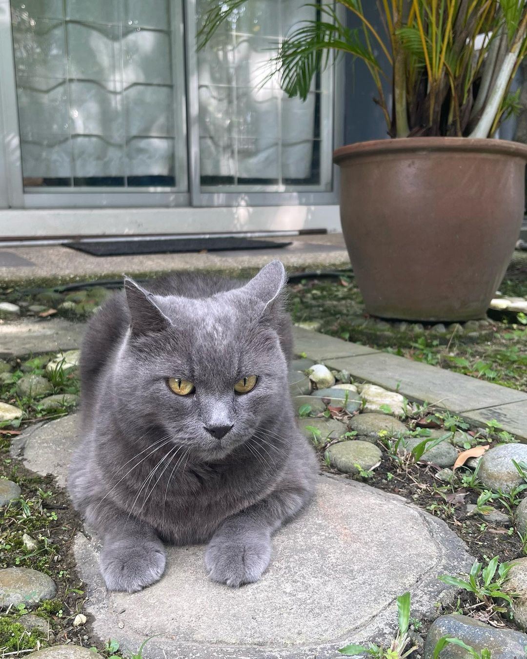 kila fairy bagi ganjaran rm 2000 sesiapa yang jumpa kucingnya