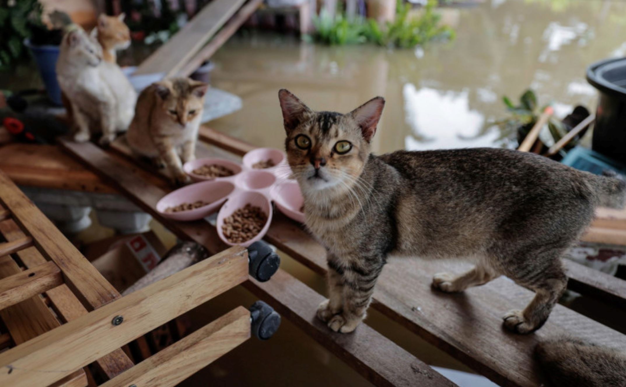 woman in johor braves through 12km of floodwaters to feed her cats at home