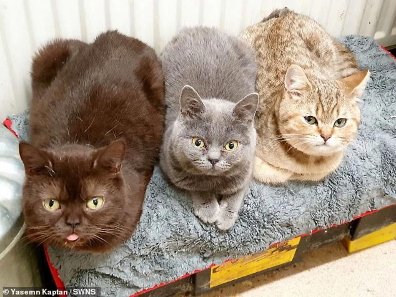 demi beri makan pada 6 ekor kucingnya, wanita ini sanggup berlapar, makan sekali seminggu