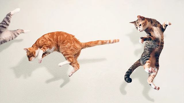 kucing-melompat-640.jpg