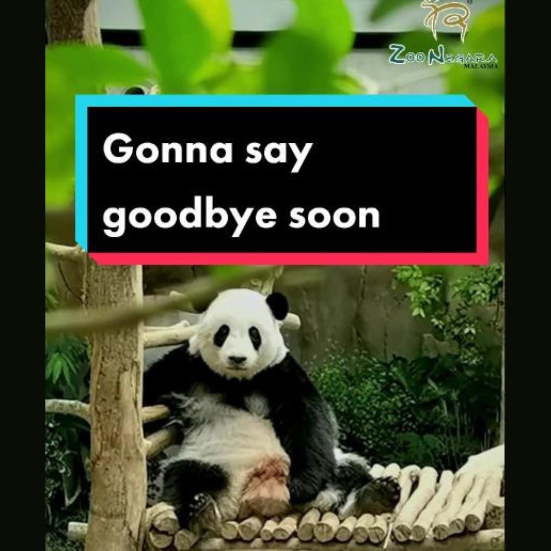 要说拜拜了！熊猫“谊谊”和“升谊”5月送返回中国！