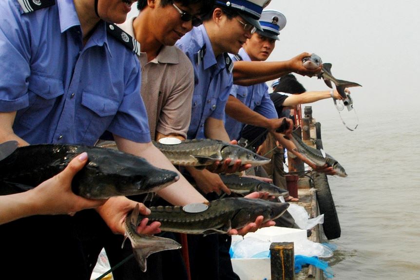 china lepaskan ratusan ribu ikan jarang jumpa dalam sungai