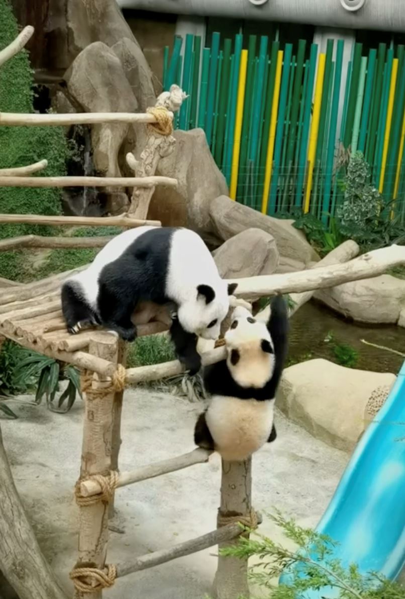 netizen sedih dua ekor panda dalam zoo negara bakal dipulangkan ke china