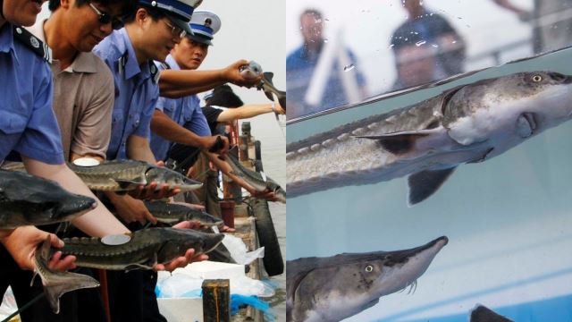 sturgeon-fish-china-50.png