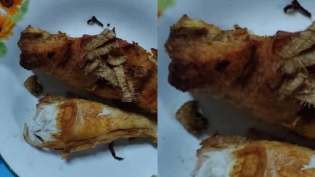 bahana makan ikan buntal, warga emas maut 