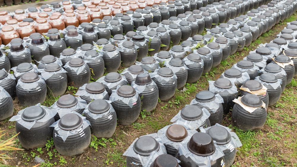 Rows of ceramic barrels containing vinegar